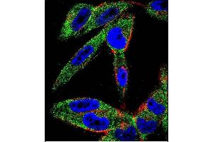 Immunofluorescence (IF) image for anti-Eukaryotic Translation Initiation Factor 5A-Like 1 (EIF5AL1) (AA 94-122), (C-Term) antibody (ABIN655925)