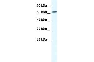WB Suggested Anti-GABRB2 Antibody Titration:  1. (GABRB2 Antikörper  (N-Term))