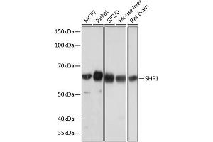 Western blot analysis of extracts of various cell lines, using SHP1 antibody (ABIN7269716) at 1:1000 dilution. (SHP1 Antikörper)