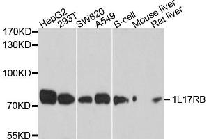 Western blot analysis of extracts of various cells, using IL17RB antibody. (IL17 Receptor B Antikörper)