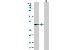 Western Blot analysis of HFE2 expression in transfected 293T cell line by HFE2 MaxPab polyclonal antibody.