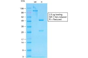 SDS-PAGE Analysis of Purified pan-IgG Rabbit Recombinant Monoclonal Antibody ABIN6383783.