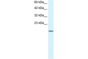 Western Blotting (WB) image for anti-Zinc Finger Protein 7 (ZNF7) antibody (ABIN2460736) (ZNF7 Antikörper)