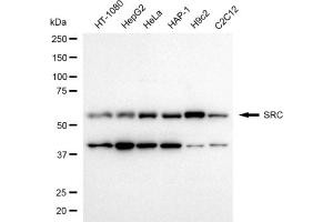 Western blotting analysis using SRC antibody (ABIN7800052).