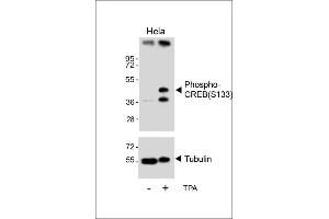 Western blot analysis of lysates from Hela cell line, untreated or treated with T, 200nM, using Phospho-CREB Antibody (upper) or tubulin(lower). (CREB1 Antikörper  (pSer133))