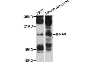Western blot analysis of extracts of various cell lines, using IFNA8 antibody (ABIN6293097) at 1:3000 dilution. (IFNA8 Antikörper)