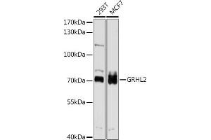 Western blot analysis of extracts of various cell lines, using GRHL2 antibody (ABIN6131917, ABIN6141384, ABIN6141385 and ABIN6214306) at 1:1000 dilution. (GRHL2 Antikörper  (AA 80-250))