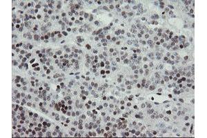 Image no. 4 for anti-Transducin-Like Enhancer of Split 1 (E(sp1) Homolog, Drosophila) (TLE1) (AA 180-460) antibody (ABIN1491050)