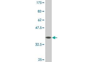 Western Blot detection against Immunogen (36. (DUSP5 Antikörper  (AA 286-384))