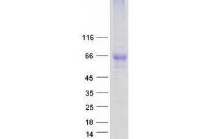 Western Blotting (WB) image for G Protein-Coupled Receptor 56 (GPR56) (Transcript Variant 2) protein (Myc-DYKDDDDK Tag) (ABIN2722191)