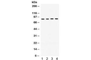 Western blot testing of 1) rat liver, 2) human placenta, 3) human HepG2 and 4) mouse HEPA1-6 lysate with POR antibody.