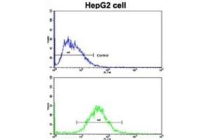 Flow Cytometry (FACS) image for anti-Cyclin A2 (CCNA2) antibody (ABIN3003117)