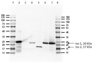 Western blot analysis of Anti-Feimin. (Feimin Antikörper)