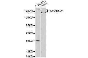 Western blot analysis of extracts of various cell lines, using SMARCA4 antibody (ABIN6290438) at 1:500 dilution.