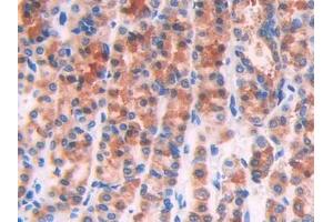 IHC-P analysis of Rat Stomach Tissue, with DAB staining. (IL1R1 Antikörper  (AA 119-217))