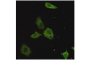 Immunocytochemistry staining of HeLa cells fixed with 4 % Paraformaldehyde and using TORC1 mouse mAb (dilution 1:200). (CRTC1 Antikörper)