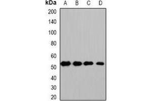 Western blot analysis of HS1BP3 expression in HepG2 (A), mouse kidney (B), mouse heart (C), rat liver (D) whole cell lysates. (HS1BP3 Antikörper)