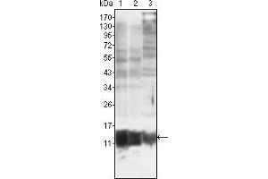 Western blot analysis using S100A10/P11 mouse mAb against MCF-7 (1), HepG2 (2) and Hela (3).