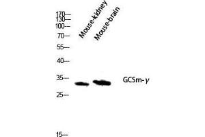 Western Blot (WB) analysis of Mouse Kidney Mouse Brain lysis using GCSm-gamma antibody. (GCSm-gamma (Internal Region) Antikörper)