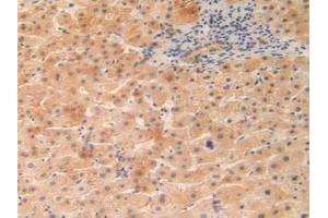 IHC-P analysis of Human Liver Tissue, with DAB staining. (OIT3 Antikörper  (AA 297-506))