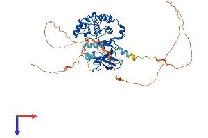 RPS6KB1 Protein (AA 1-525) (His tag)