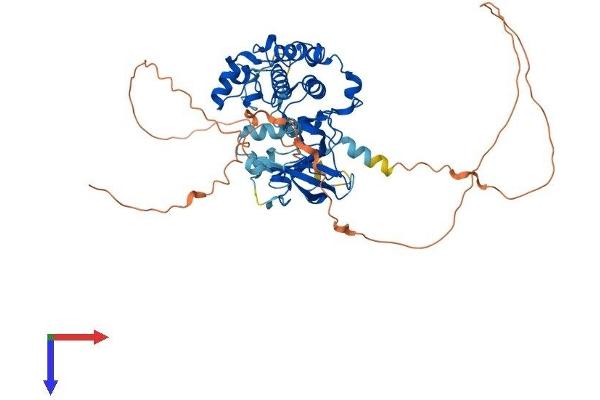 RPS6KB1 Protein (AA 1-525) (His tag)