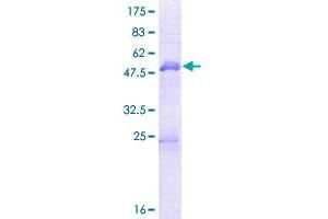 MBNL3 Protein (AA 1-258) (GST tag)