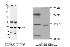 Image no. 3 for anti-Aryl Hydrocarbon Receptor Interacting Protein (AIP) antibody (ABIN363261) (AIP Antikörper)