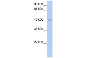 ERLIN1 antibody used at 1 ug/ml to detect target protein. (ERLIN1 Antikörper  (N-Term))