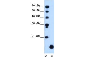 Western Blotting (WB) image for anti-Proteolipid Protein 2 (PLP2) antibody (ABIN2462842) (PLP2 Antikörper)