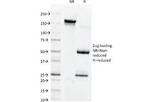 SDS-PAGE Analysis of Purified, BSA-Free Connexin 32 Antibody (clone M12. (GJB1 Antikörper  (Cytoplasmic Loop))