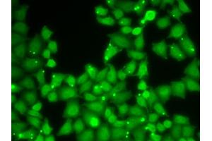 Immunofluorescence analysis of HeLa cells using EIF3E antibody. (EIF3E Antikörper)