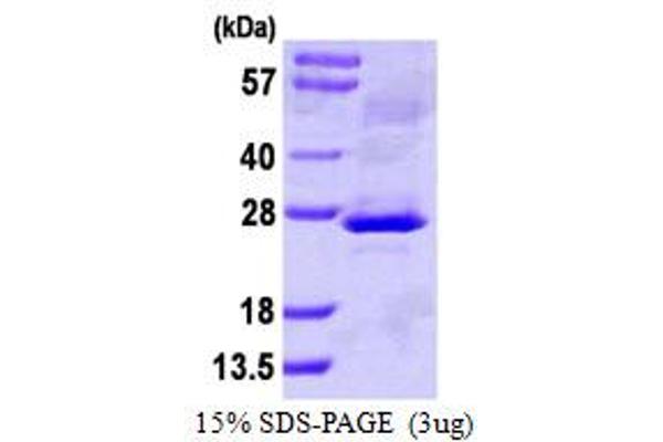 CLCF1 Protein (AA 28-225) (His tag)