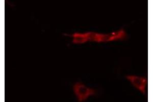 Immunofluorescence (fixed cells) (IF/ICC) image for anti-CD9 (CD9) (Internal Region) antibody (ABIN6260660)