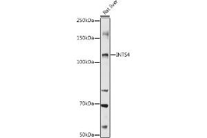Western blot analysis of extracts of Rat liver, using INTS4 antibody  at 1:1000 dilution. (INTS4 Antikörper  (AA 1-270))