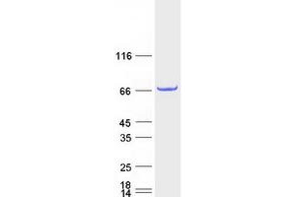 PGBD3 Protein (Myc-DYKDDDDK Tag)