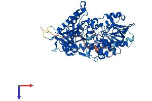 PYROXD2 Protein (AA 1-581) (His tag)