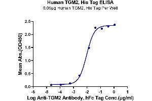 Immobilized Human TGM2, His Tag at 0. (Transglutaminase 2 Protein (AA 2-687) (His tag))