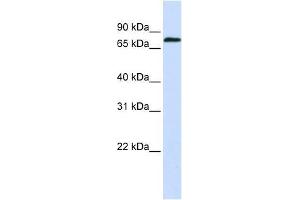 ZNF714 antibody used at 0. (ZNF714 Antikörper  (N-Term))