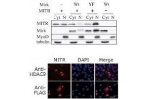 Image no. 2 for anti-Histone Deacetylase 9 (HDAC9) (N-Term) antibody (ABIN356655) (HDAC9 Antikörper  (N-Term))