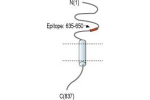 Representative domain view of the target of ABIN7885162.