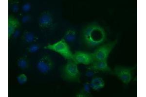 Anti-ACAT2 mouse monoclonal antibody (ABIN2452686) immunofluorescent staining of COS7 cells transiently transfected by pCMV6-ENTRY ACAT2 (RC201821). (ACAT2 Antikörper)