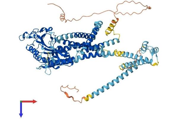 PKD2L1 Protein (AA 1-760) (His tag)