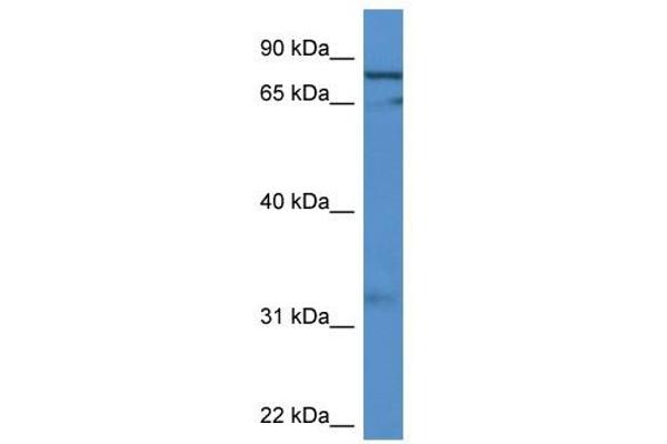 GFM2 Antikörper  (C-Term)