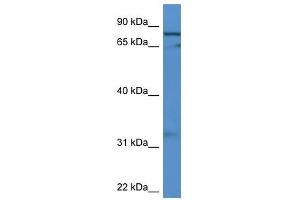 Western Blot showing GFM2 antibody used at a concentration of 1-2 ug/ml to detect its target protein. (GFM2 Antikörper  (C-Term))