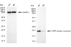Western blotting analysis using CGRP receptor component antibody (ABIN7798027). (Rekombinanter CRCP Antikörper)