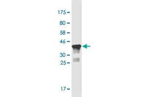 Western Blot detection against Immunogen (36. (CNTLN Antikörper  (AA 971-1070))