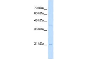 Western Blotting (WB) image for anti-Transcription Factor MafK (MAFK) antibody (ABIN2463076) (MAFK Antikörper)