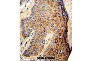 Immunohistochemistry (Paraffin-embedded Sections) (IHC (p)) image for anti-Family with Sequence Similarity 96, Member B (FAM96B) (AA 16-45), (N-Term) antibody (ABIN653317)