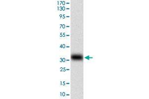 Western blot analysis of human MSTN (AA:24-266) recombinant protein (Expected MW is 28.